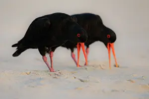 Oystercatcher Prints: Variable oystercatchers (Haematopus unicolor) pair