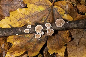 Fungus Gallery: Variable oysterling (Crepidotus variabilis) on dead Field maple (Acer campestre) twig