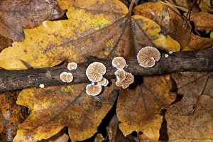 Variable oysterling (Crepidotus variabilis) on dead Field maple (Acer campestre) twig, Herefordshire, England, UK. November, Focus stacked