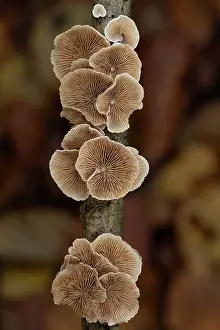 Surrey Prints: Variable oysterling (Crepidotus variabilis) fungi