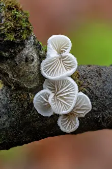 Fungi Prints: Variable oysterling (Crepidotus variabilis) growing on fallen branch
