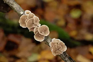 Surrey Prints: Variable oysterling (Crepidotus variabilis) underside of caps showing gills on Beech (Fagus sp)