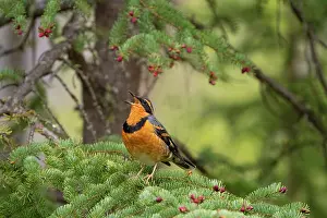 Gymnosperm Prints: Varied thrush (Ixoreus naevius) male