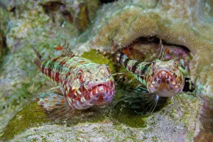 Variegated lizardfish (Synodus variegatus) pair, portrait, Yap, Federated States of Micronesia, Pacific Ocean