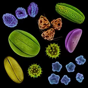 Images Dated 16th August 2012: Various pollen grains from several species of UK plant. False coloured scanning electron micrograph