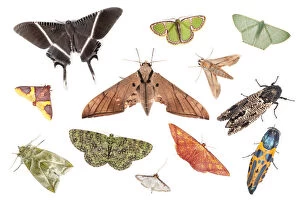 Butterflies & Moths Collection: Various species of moth from tropical rainforest, Danum Valley, Sabah, Borneo. Digital composite