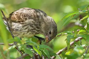 Boraginaceae Prints: Vegetarian finch (Camarhynchus crassirostris) feeding on buds and unripe fruit of Cordia leucophlyctis