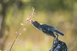 Images Dated 12th June 2020: Vegetarian finch (Platyspiza crassirostris) snips petals from a hardy vine