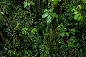 Vegetation in the Choco Rainforest, Mashpi, Pichincha, Ecuador, November 2016