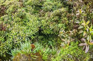 Images Dated 12th June 2020: Vegetation in Miconika zone, Santa Cruz Highlands, Galapagos