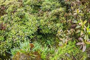 Vegetation in Miconika zone, Santa Cruz Highlands, Galapagos Vegetation in Miconika zone, Santa Cruz Highlands, Galapagos