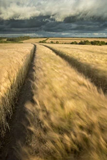 Agriculture Gallery: Vehicle tracks in field of ripe Barley, farmland, late evening light, near Putford, Devon, UK