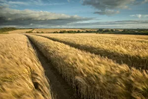 Poales Collection: Vehicle tracks in field of ripe Barley, farmland, late evening light, near Putford, Devon, UK