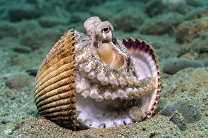 2018 October Highlights Gallery: Veined octopus (Amphioctopus marginatus) between clam shell halves. Ambon, Maluku Archipelago