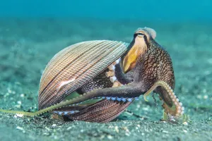 Amphioctopus Marginatus Gallery: Veined octopus (Amphioctopus marginatus) emerging from its home in an old clam shell
