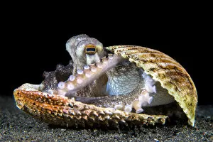 Amphioctopus Marginatus Gallery: Veined octopus (Amphioctopus marginatus) sheltering in an old clam shell on the sandy