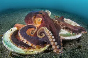 Veined octopus (Amphioctopus marginatus) resting on top of the two halves of an old