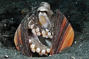 Veined Octopus, Coconut Octopus (Amphioctopus marginatus, formerly Octopus marginatus)
