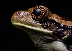 Hylidae Prints: Veined tree frog (Trachycephalus typhonius) head portrait, La Libertad, Peten, Guatemala