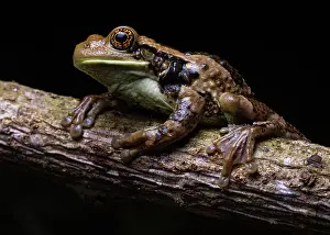 Hylidae Prints: Veined tree frog (Trachycephalus typhonius) resting on branch