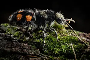 Furry Prints: Velvet ant (Dasymutilla pulchra) resting on moss-covered log