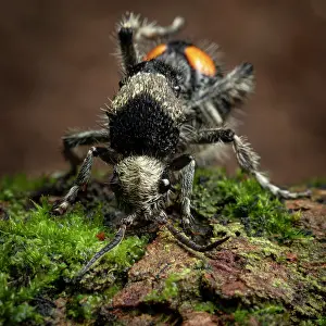 Furry Prints: Velvet ant (Dasymutilla pulchra) resting on moss-covered log