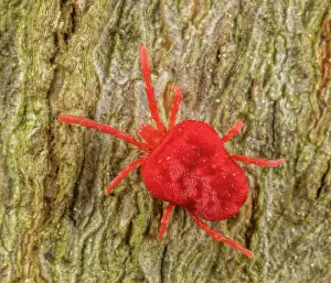 Small Prints: Velvet mite (Trombidium sp.) on American beech trunk