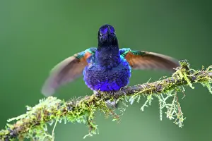 Trochilidae Prints: Velvet-purple coronet (Boissonneaua jardini) male
