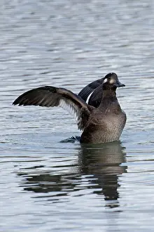 Seaduck Prints: Velvet scoter (Melanitta fusca) juvenile on water spreading its wings