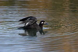 Velvet scoter (Melanitta fusca) juvenile on water spreading its wings, Oulton Broad, Suffolk, England, UK. November