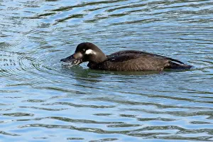 Seaduck Prints: Velvet scoter (Melanitta fusca) juvenile on water swallowing a fish