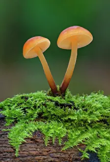 Fungi Prints: Velvet shank (Flammulina velutipes) growing on fallen tree
