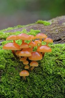 Fungi Prints: Velvet shank (Flammulina velutipes) growing on moss-covered fallen tree