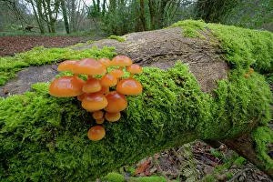 Fungi Prints: Velvet shank (Flammulina velutipes) growing on moss-covered fallen tree