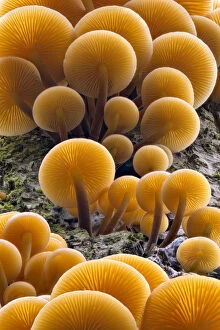 Fungus Gallery: Velvet shank / Winter fungus (Flammulina velutipes), growing on dead tree