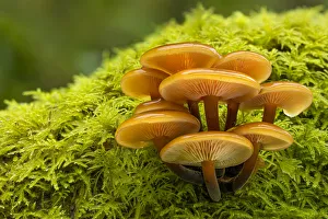 Velvet Shank / Winter Fungus (Flammulina velutipes), growing on moss-covered dead tree