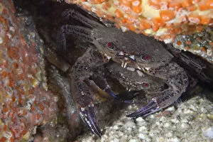 Velvet Swimming Crab (Necora / Liocarcinus puber) male guarding female. Gouliot Caves