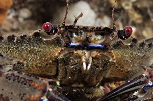Velvet Swimming Crab (Necora puber / Liocarcinus puber), St Abbs (St Abbs and Eyemouth