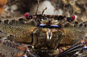 Prints of Velvet Swimming Crab (Necora puber / Liocarcinus puber), St Abbs (St Abbs and Eyemouth Voluntary Marine Reserve), Berwickshire, Scotland, UK, October, 2011 2020VISION Prints: Velvet Swimming Crab (Necora puber / Liocarcinus puber), St Abbs (St Abbs and Eyemouth