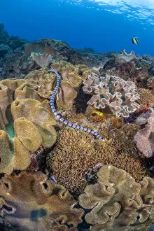 A venomous Banded sea krait / Yellow-lipped sea krait (Laticauda colubrina) swimming over a coral reef, Nusa Penida