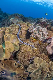 A venomous Banded sea krait / Yellow-lipped sea krait (Laticauda colubrina) swimming over a coral reef, Nusa Penida, Bali, Indonesia, Pacific Ocean