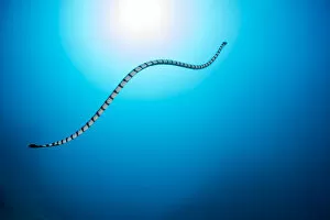 Images Dated 27th September 2021: Venomous Yellow-lipped sea krait (Laticauda colubrina) heading up to the surface to