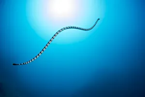 Venomous Yellow-lipped sea krait (Laticauda colubrina) heading up to the surface to