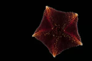 Images Dated 13th June 2010: Ventral view of deepsea benthic Asteroid / Seastar (Hymenaster sp) from mid atlantic ridge