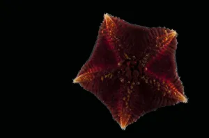 Ventral view of deepsea benthic Asteroid / Seastar (Hymenaster sp) from mid atlantic ridge