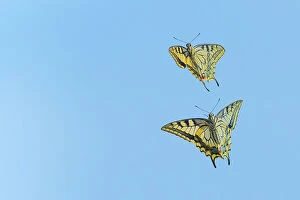 Bold cool woodlands Collection: Ventral view of Swallowtail butterfly (Papilio machaon), male and female, in flight