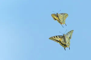 Papilio Prints: Ventral view of Swallowtail butterfly (Papilio machaon)