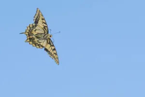 Papilio Prints: Ventral view of Swallowtail butterfly (Papilio machaon) in flight. The Netherlands. July