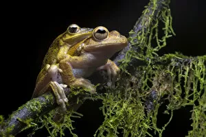 Amplexus Gallery: Veragua cross-banded treefrogs (Smilisca sordida) mating pair at night, Osa Peninsula