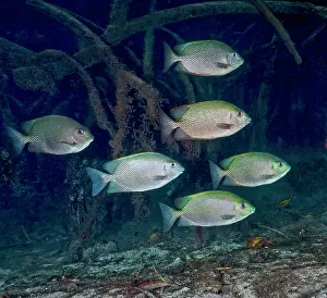 Coastal Wetland Prints: Vermiculate rabbitfish (Siganus vermiculatus) school swimming among mangrove roots